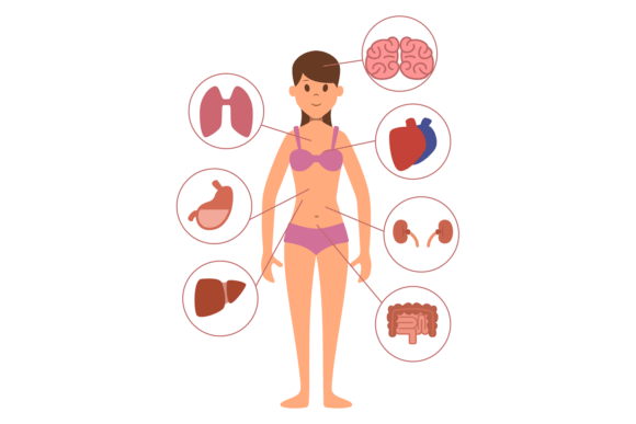 Woman Body Organs: Female Anatomy Medica